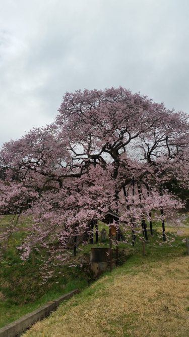 信州高山村　五大桜が咲き誇る春